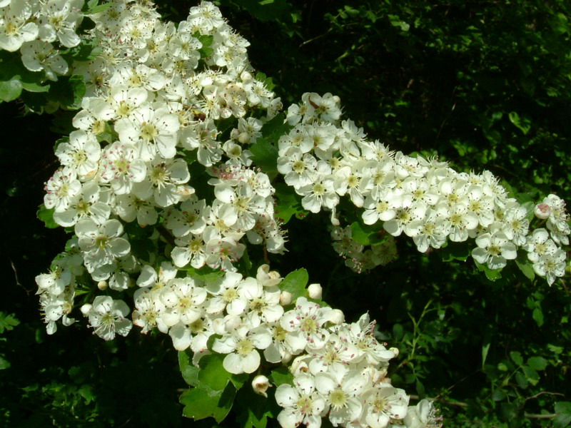 Crataegus monogyna